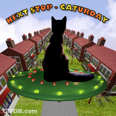 A Black Cat Is Sitting On A Green Saucer With The Words Next Stop Saturday Above It GIF
