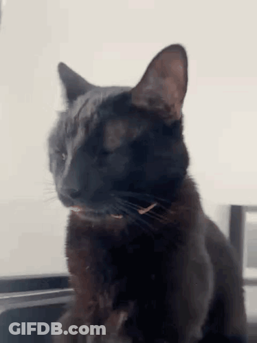 A Black Cat Is Sitting On A Table With Its Tongue Hanging Out . GIF