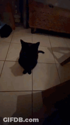 A Black Cat Is Sitting On A Tiled Floor Looking At The Camera GIF