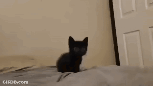A Black Cat Is Sitting On Top Of A Bed Looking At The Camera . GIF