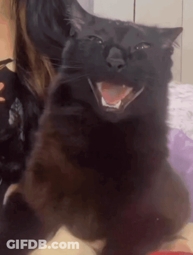 A Black Cat Is Smiling With Its Mouth Open GIF
