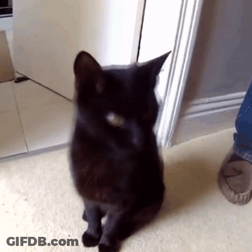 A Black Cat Is Standing In Front Of A Doorway GIF