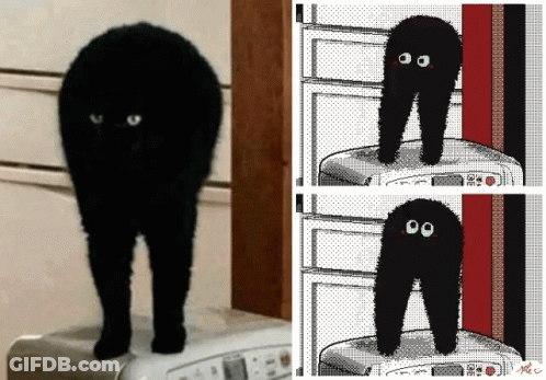 A Black Cat Is Standing On A Washing Machine GIF