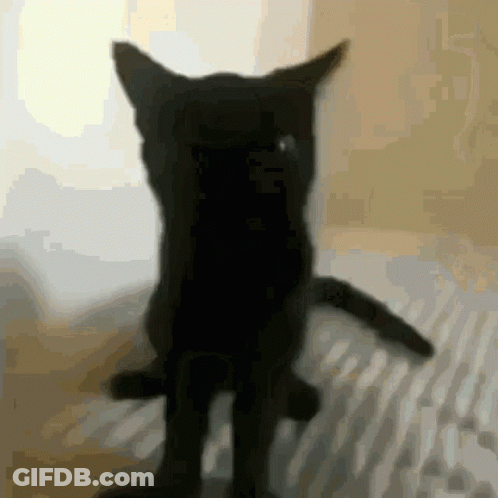 A Black Cat Is Standing On Its Hind Legs GIF