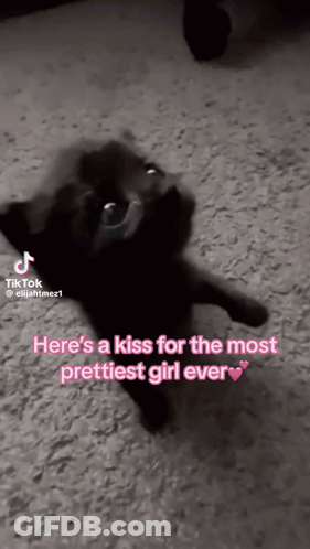 A Black Cat Is Standing On Its Hind Legs And Looking Up At The Camera While A Tik Tok Video Says Here 'S A Kiss GIF