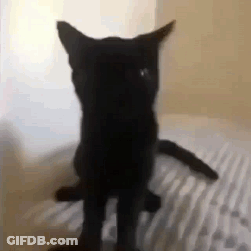 A Black Cat Is Standing On Its Hind Legs On A Bed Looking At The Camera . GIF