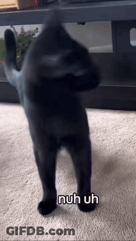 A Black Cat Is Standing On Its Hind Legs With The Words Nuh Uh Written Below It . GIF
