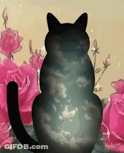 A Black Cat Is Surrounded By Pink Roses GIF