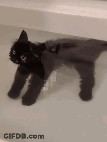 A Black Cat Is Swimming In A Bath Tub GIF