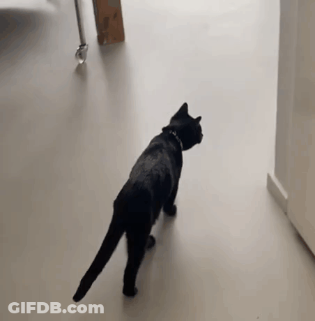 A Black Cat Is Walking Across A White Floor . GIF