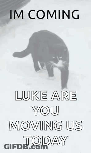 A Black Cat Is Walking In The Snow With The Words `` I 'M Coming Luke Are You Moving Us Today '' GIF