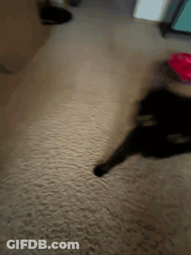 A Black Cat Is Walking On A Carpet In A Room GIF