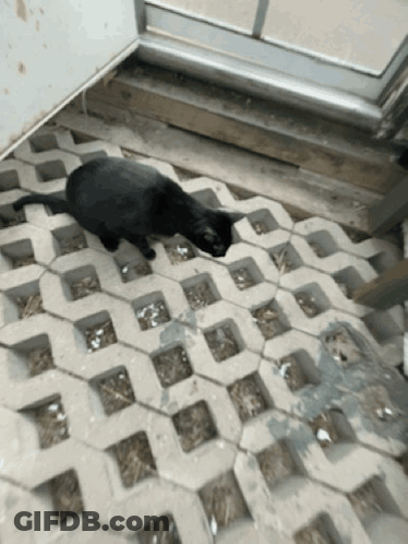 A Black Cat Is Walking On A Concrete Floor GIF