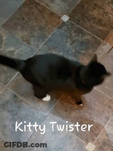 A Black Cat Is Walking On A Tiled Floor With The Words Kitty Twister Written On The Bottom GIF