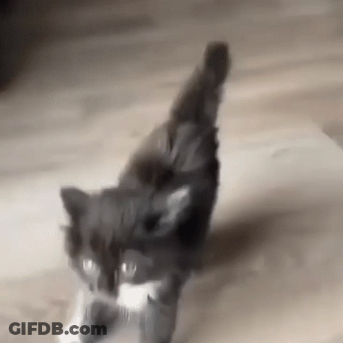A Black Cat Is Walking On A Wooden Floor With A White Object In Its Mouth . GIF