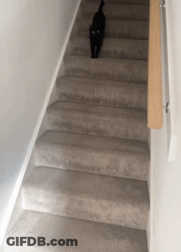 A Black Cat Is Walking Up A Set Of Carpeted Stairs GIF
