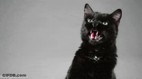 A Black Cat Is Yawning With Its Mouth Open And Its Tongue Hanging Out . GIF
