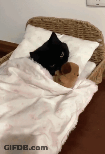 A Black Cat Laying In A Wicker Bed With A Stuffed Animal GIF