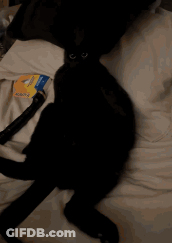 A Black Cat Laying On A Bed Next To A Hose That Says Kink On It GIF
