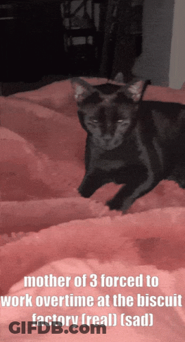 A Black Cat Laying On A Bed With A Caption That Says Mother Of 3 Forced To Work Overtime At The Biscuit Factory GIF