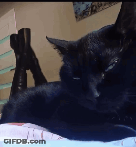 A Black Cat Laying On A Bed With A Pair Of Boots On Its Legs GIF