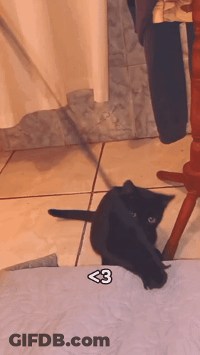 A Black Cat Laying On A Bed With A Sticker That Says ' < 3 ' On It GIF