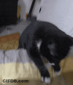 A Black Cat Laying On A Bed With A Yellow Blanket GIF