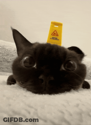 A Black Cat Laying On A Bed With A Yellow Sign On Its Head That Says Do Not Walk On Wet Floors GIF