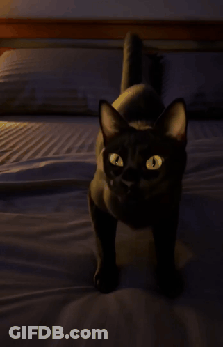 A Black Cat Laying On A Bed With Its Mouth Wide Open GIF