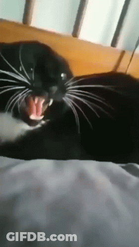 A Black Cat Laying On A Bed With Its Mouth Wide Open GIF