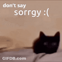A Black Cat Laying On A Bed With The Words " Don 'T Say Sorry " GIF