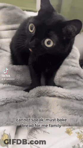 A Black Cat Laying On A Blanket With A Caption That Says ' Cannot Speak Must Bake Bread For Me Family ' GIF