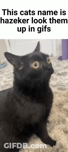 A Black Cat Laying On A Rug With The Caption This Cats Name Is Hazeker Look Them Up In GIF