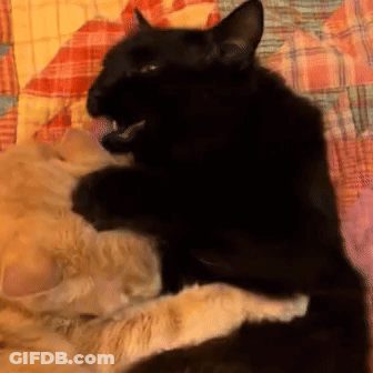 A Black Cat Laying On Top Of A White Cat On A Bed GIF