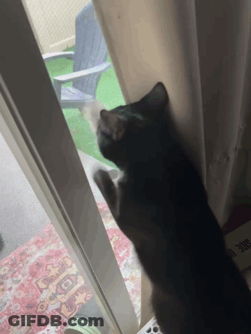 A Black Cat Looking Out A Sliding Glass Door With A Chair In The Background GIF