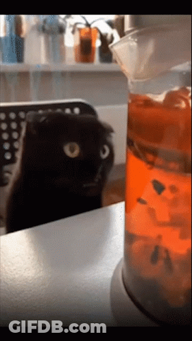 A Black Cat Looks At A Beaker Of Orange Liquid GIF