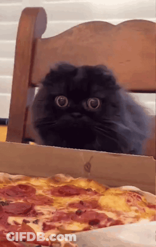 A Black Cat Peeking Out Of A Box Of Pepperoni Pizza GIF