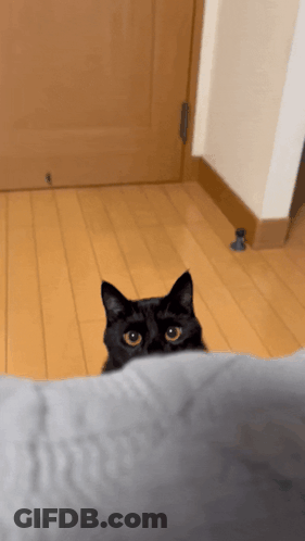 A Black Cat Peeking Over A Pillow In A Room GIF