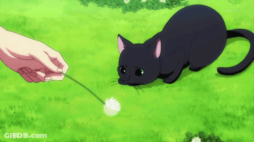 A Black Cat Playing With A Dandelion In A Field GIF