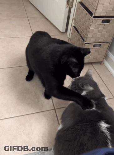 A Black Cat Playing With A Gray Cat On A Tile Floor GIF