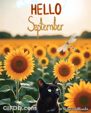 A Black Cat Sits In A Field Of Sunflowers With The Words Hello September Written Above It GIF