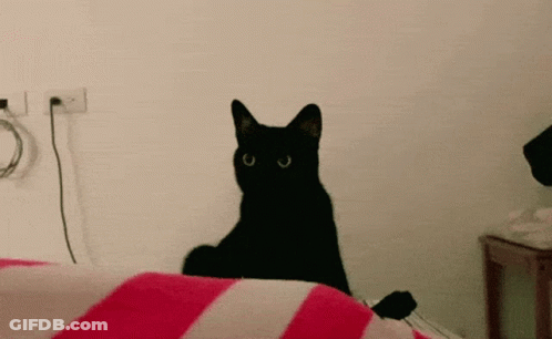 A Black Cat Sitting On Top Of A Bed With A Red And White Striped Blanket GIF