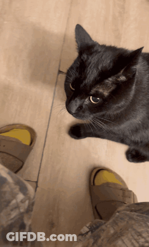 A Black Cat Standing Next To A Person 'S Feet Wearing Yellow Sandals GIF