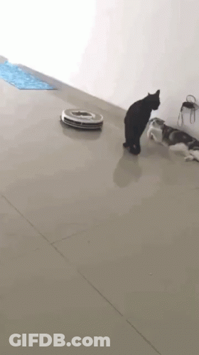 A Black Cat Standing Next To A Robot Vacuum Cleaner GIF