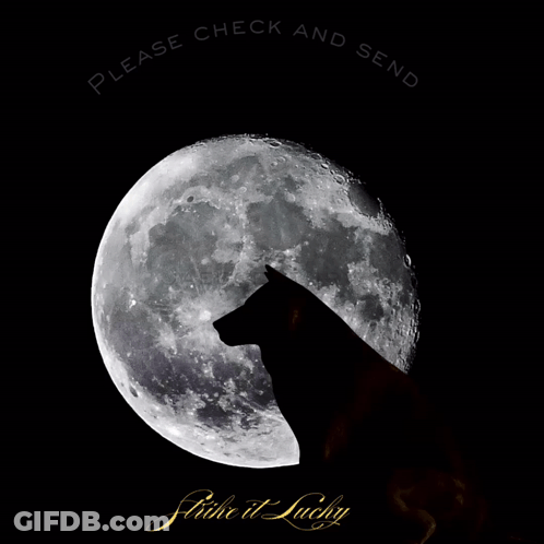 A Black Cat Stands In Front Of A Full Moon With The Words Please Check And Send Closed GIF