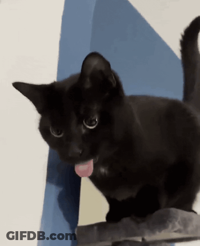 A Black Cat Sticking Its Tongue Out While Looking At The Camera GIF