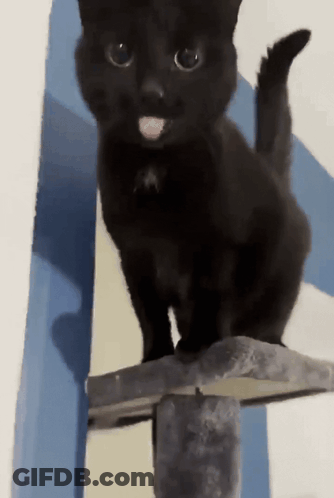 A Black Cat Sticking Its Tongue Out While Standing On A Shelf GIF