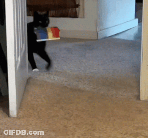 A Black Cat Walking Through A Doorway With A Book In Its Mouth GIF
