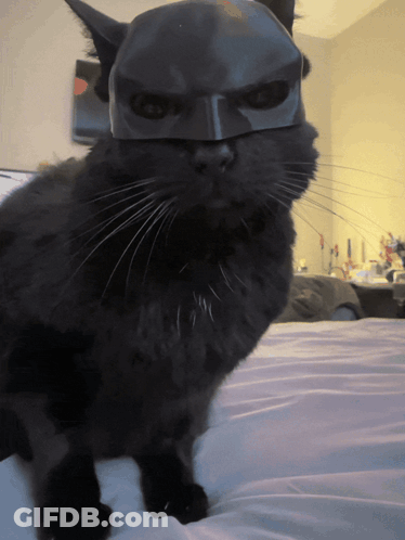 A Black Cat Wearing A Batman Mask On Its Head GIF