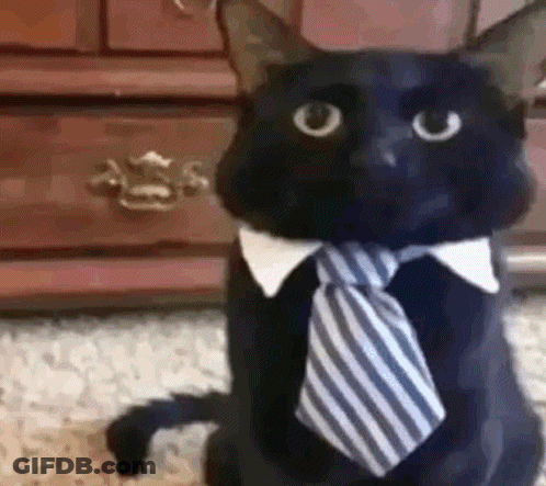 A Black Cat Wearing A Blue And White Striped Tie And Collar . GIF
